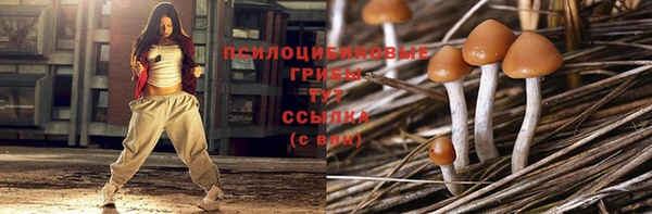 гашик Алексин